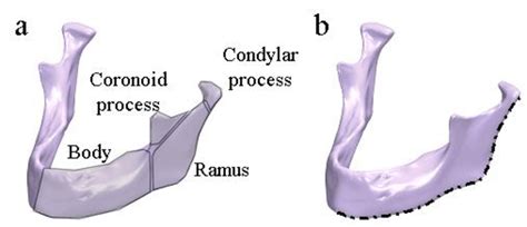 A Topological Entities Of Mandible B Lower Edge Of The Mandible