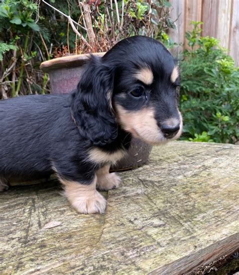 We provide this application to perspective pet parents so we can get we treasure our puppies and want to be certain they are going to homes where pet parents are genuinely committed to sharing their life with a puppy. Black + Cream mini long haired dachshund girl | Cambridge ...