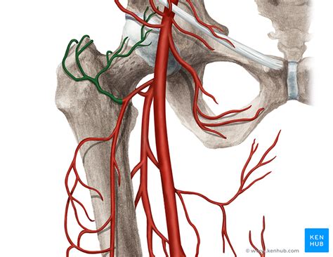 Femoral Artery And Vein