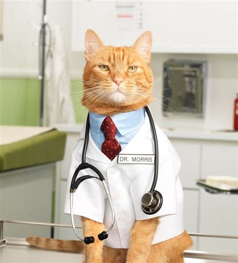 Check spelling or type a new query. Vet Insurance For Cats - X-ray, button, veterinary, clinic, cat, examination, vet, checkup, pet ...