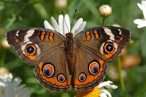 Common Buckeye ~ Butterfly Of The Earth