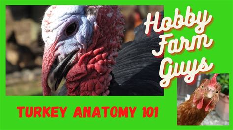 Turkey Anatomy The Strange And Unique Features Of The Turkey