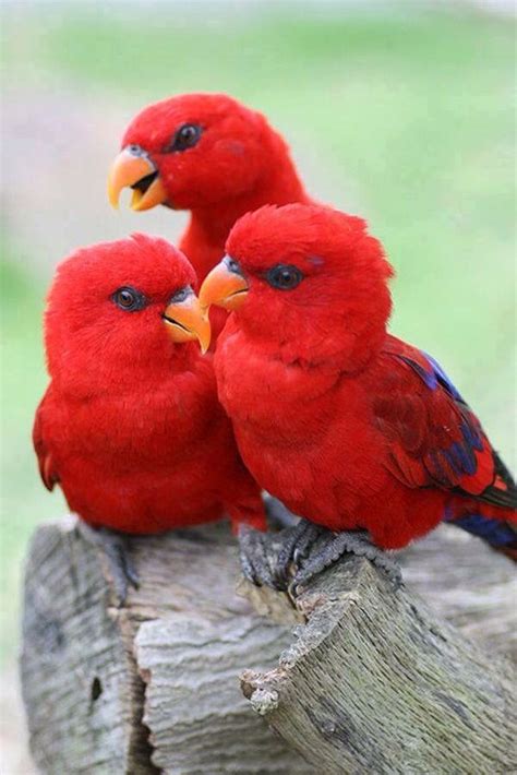 Pretty Red Birds Pássaros Bonitos Aves Exóticas