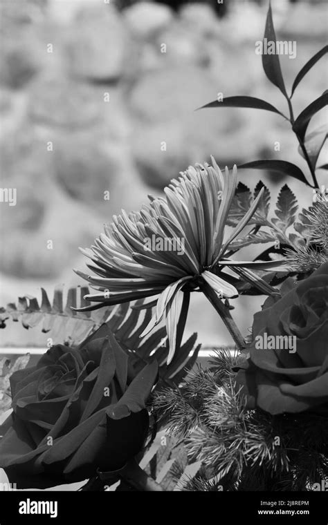 Chrysanthemums Black And White Stock Photos And Images Alamy