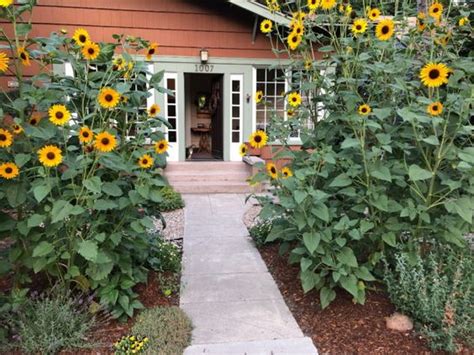 25 Awesome Ideas For Landscaping With Sunflowers