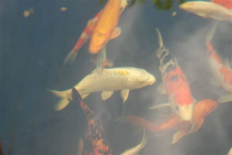 20 responses to how many koi can i have in a pond? My 3000 gallon koi pond