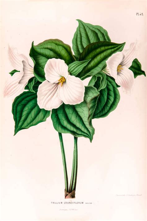 Trillium Grandiflorum Great White Tr Abraham Jacobus Wendel