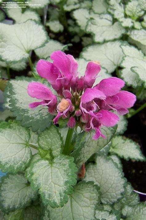 Its relatively fine texture sets it apart from other garden plants with less refined foliage. PlantFiles Pictures: Spotted Dead Nettle 'Beacon Silver ...
