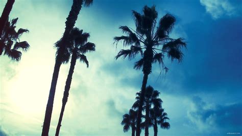 Palm Trees Under Blue Sky Hd Palm Tree Wallpapers Hd Wallpapers Id