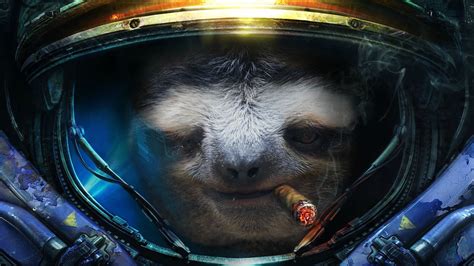 Download Sloth Hd Backgrounds Free Pixelstalknet