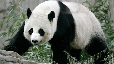 National Zoo Reports Newborn Panda Cub Has Died The Atlantic