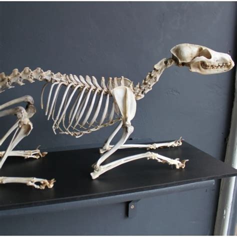 Fox Anatomy Animal Anatomy Anatomy Study Animal Skeletons Vulture
