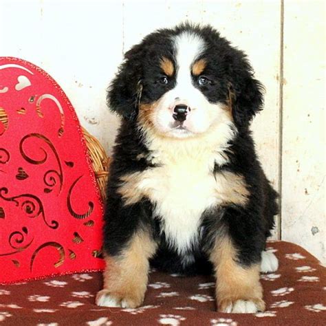 Vet checked with a health guarantee. Jack - Bernese Mountain Dog Puppy For Sale in Pennsylvania | Dogs, Puppies, Puppies for sale