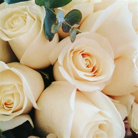 Pure Fresh White Roses Flowers Bouquet Bouquets Pure White White