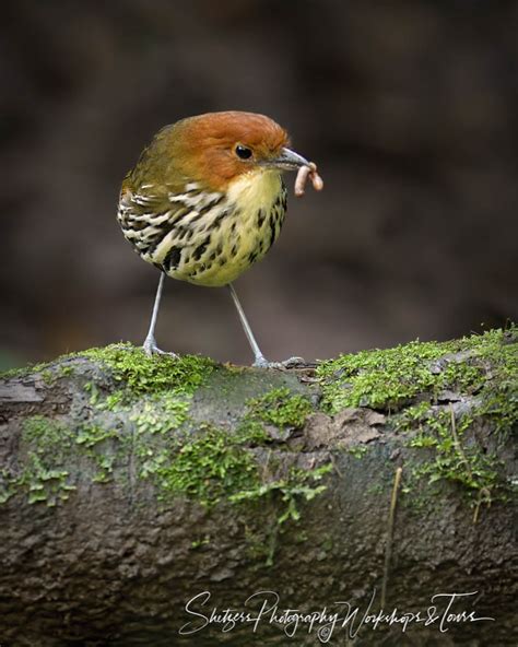 Chestnut Crowned Antpitta With A Worm Shetzers Photography