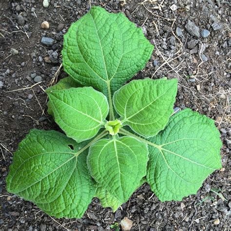 How To Grow Yacon Smallanthus Sonchifolius Cultivariable