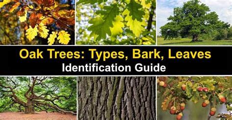 Check out our website to find texas tree identification in your area. Types of Oak Trees with Their Bark and Leaves ...