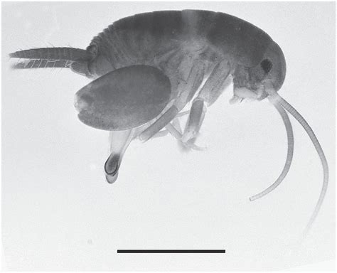 First North American Records Of The Old World Ant Cricket Myrmecophilus