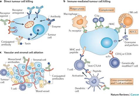 Unums Antibody Directed T Cells Differentiated From Car T Cell And T