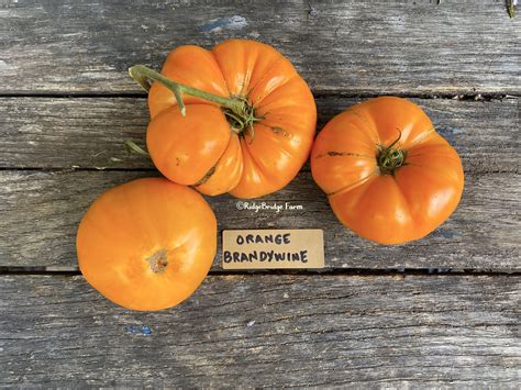 Brandywine Orange Heirloom Tomato Seeds Organically Grown Etsy