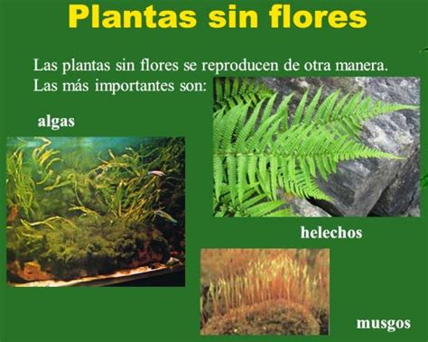 Las Plantas Pictoeduca The Best Porn Website