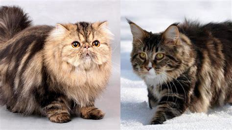 Persian Cat Vs Maine Coon A Complete Difference Catqueries