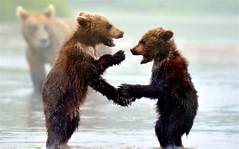 Download, share or upload your own one! Two Cute Bear Cubs HD Wallpaper | Background Image ...