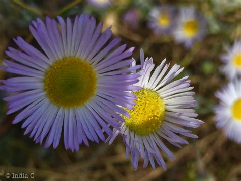 The Asteraceae Or Compositae Commonly Referred To As The Aster Daisy
