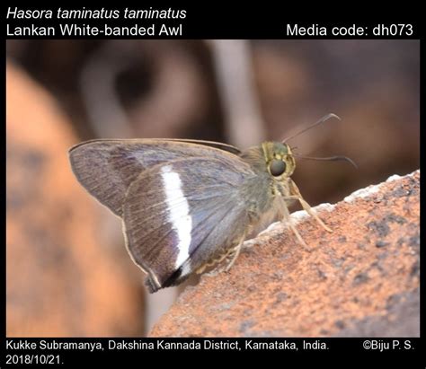 Hasora Taminatus Hübner 1818 White Banded Awl Butterfly