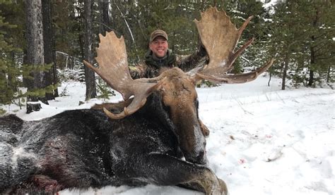 Moose Hunting In Canada Big Game Hunting Adventures