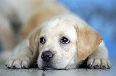 58 Koleksi Terpopuler Cute Baby Dog Wallpaper Download