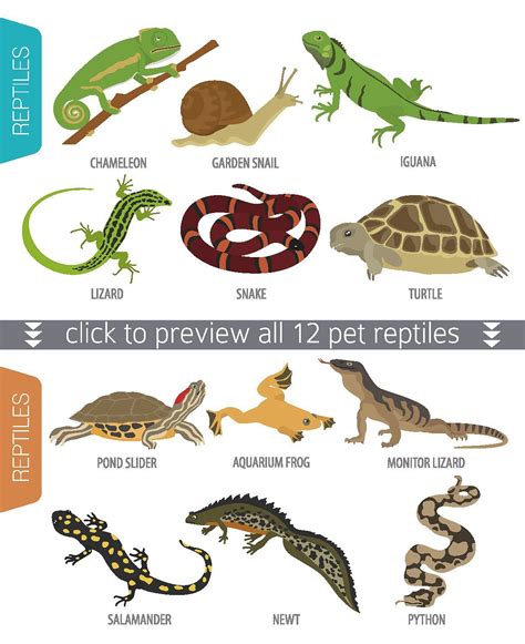 Pet Reptiles And Amphibians Set Reptiles Pet Reptiles Amphibians