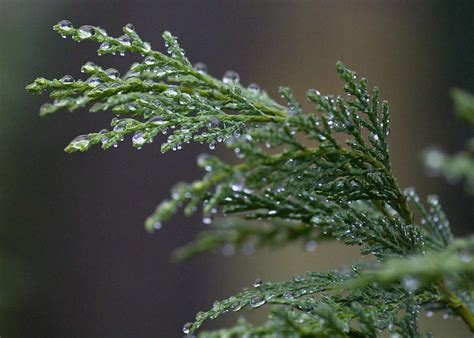 Planting leyland cypress too close together or too close to other trees and structures. How to Plant the Leyland Cypress Tree in Your Landscape