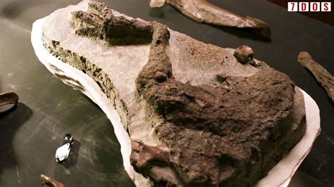 A Mummified Dinosaur Leg Has Been Discovered 7 Days Of Science Youtube