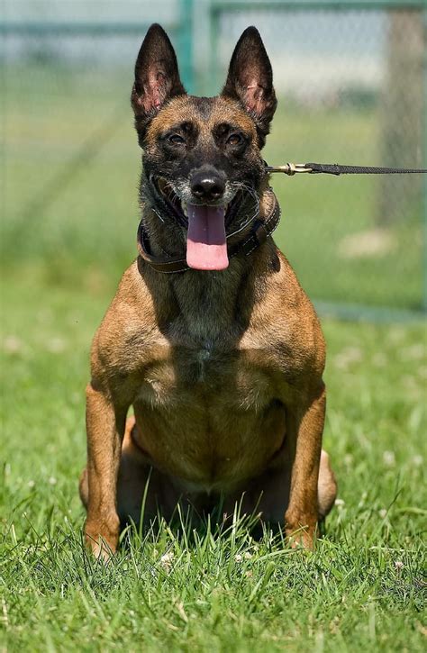 Intelligent and easily trained, the belgian malinois exudes confidence and is an exceptional watch and guard dog. Malinois Dog : Belgian Malinois Dog Breed Information And Pictures : Like all bigger dogs ...