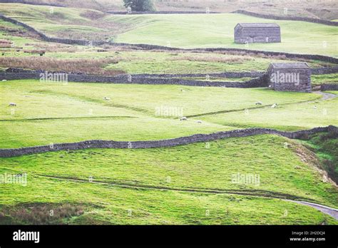 Stone Barns Dry Stone Walls And Farmland In Swaledale Yorkshire Dales