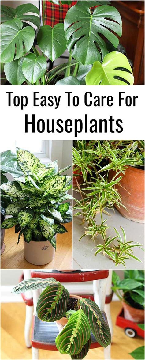9 Easy To Care For Houseplants House Plant Care Plant Care