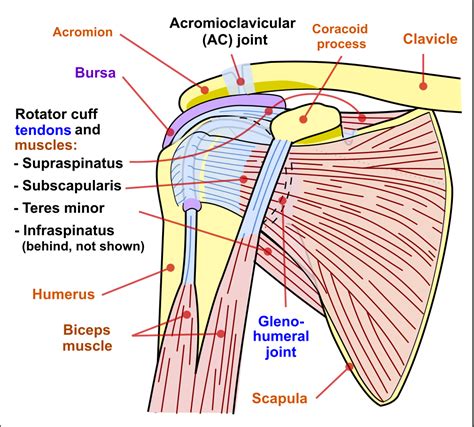 Normal shoulder joint has the following bursae surrounding the joint figure 1: File:Shoulder joint.svg - Wikipedia