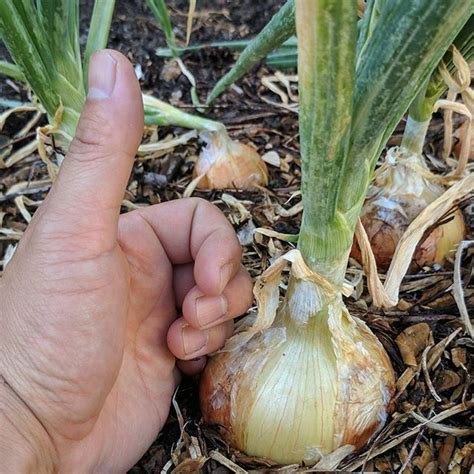 Grow Good Sized Bulb Check Yellow Sweet Spanish Utah Heirloom