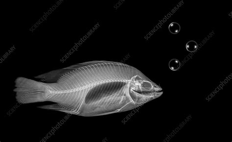 X Ray Of A Fish Stock Image C0300584 Science Photo Library