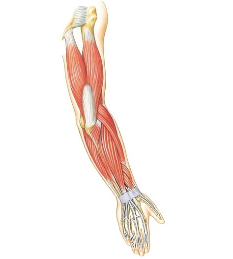 There are many muscles in the forearm. Arm Muscles Diagrams