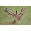 Reindeer HD Wallpaper  Background Image 1920x1200