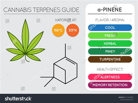 Cuadro Informativo De La Gu A Cannabis Vector De Stock Libre De