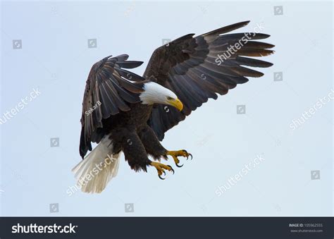 A Bald Eagle About To Land Stock Photo 105962555 Shutterstock