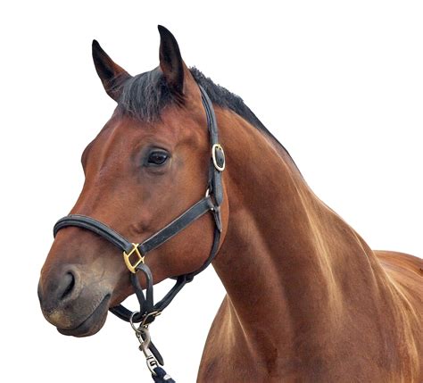 Horse Png Image Purepng Free Transparent Cc0 Png Image Library