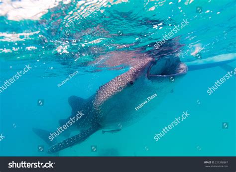 Underwater Shoot Gigantic Whale Sharks Rhincodon Stock Photo 221398867