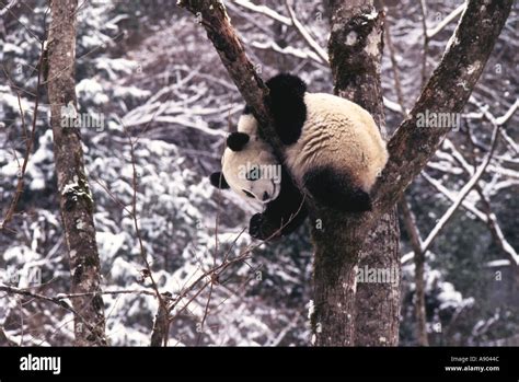 Giant Panda Cub Waves Hand On A Tree Covered With Snow Wolong Panda