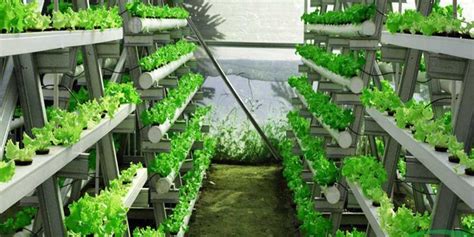 Jenis tanaman sayur hidroponik source: Cara menanam hidroponik untuk pemula | merdeka.com
