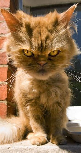 Check spelling or type a new query. Google+ | Cats, Cute animals, Animals