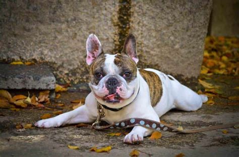 French Bulldog Colors Explained With Photos Petskb